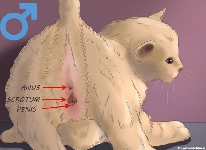 عکس دستگاه تناسلی گربه ماده