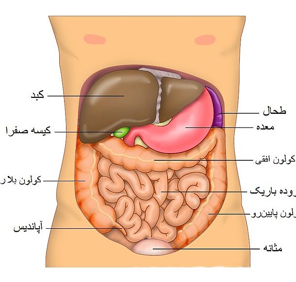 عکس داخل شکم مرد