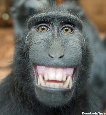 عکس میمون زن و شوهر