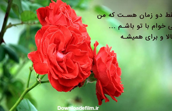 عکس گل و نوشته عاشقانه