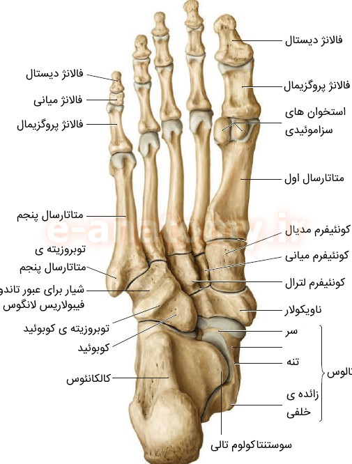 عکس استخوان های مچ پا