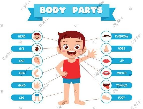 تصویر اعضای بدن به انگلیسی