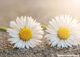 عکس چمن برای ادیت