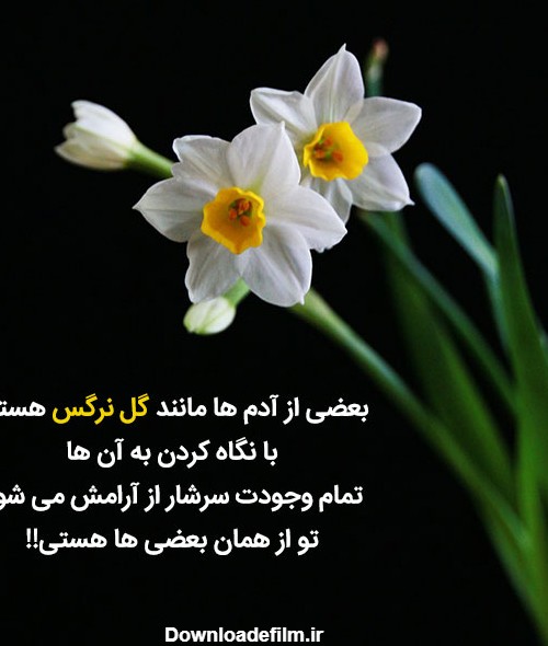 عکس نوشته عاشقانه گل نرگس