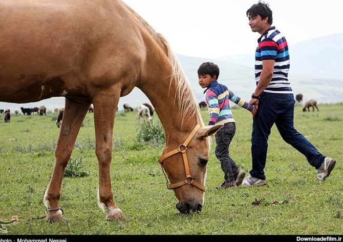 عکس اسب زیبای ترکمن