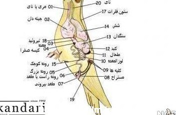 عکس چینه دان خالی عروس هلندی