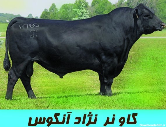 عکس گاو هلندی سخنگو