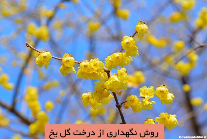 عکس های گل یخ