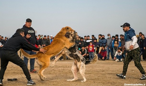 عکس مبارزه سگ ها