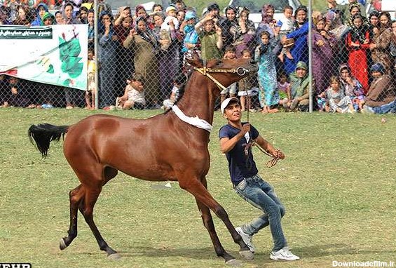 دانلود عکس اسب ترکمن