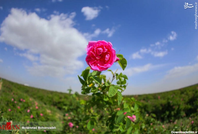 عکس گل محمدی سرخ