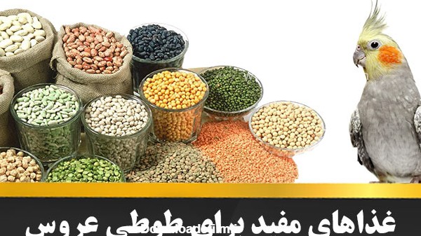 عکس از غذای عروس هلندی