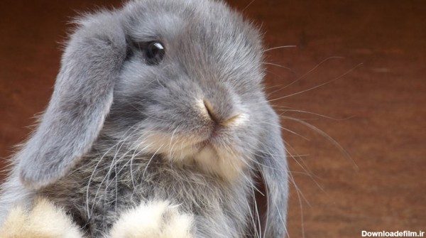 عکس خرگوش عکس خرگوش عکس خرگوش