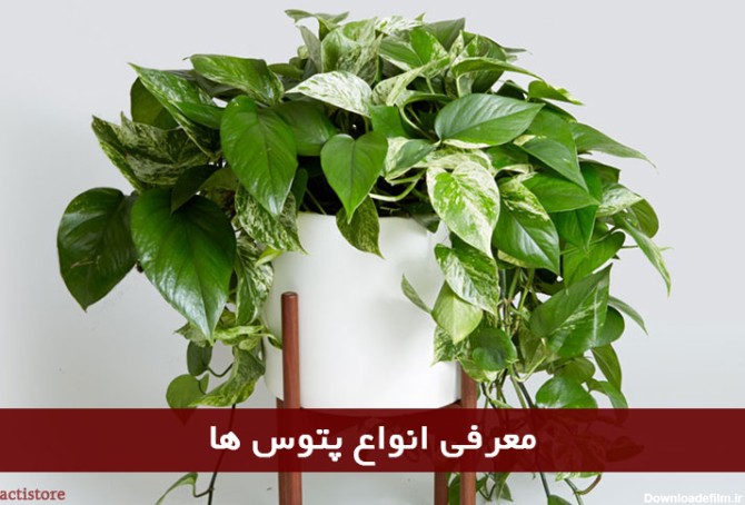 عکس انواع گل پتوس