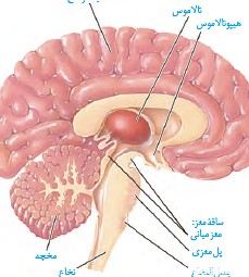 عکس مغز کتاب یازدهم