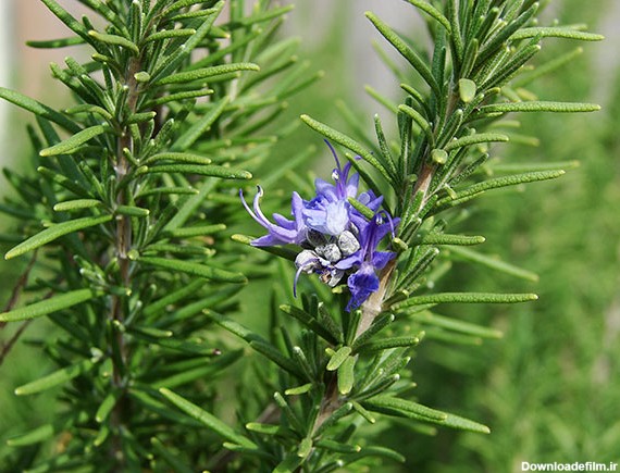 عکس از گیاه رزماری