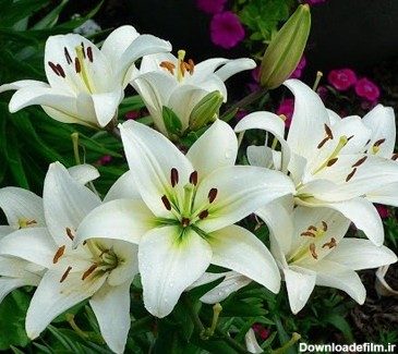 عکس گل سوسن بنفش