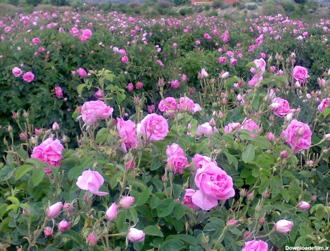 عکس نوشته در مورد گل محمدی