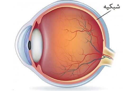 تصویر شبکیه چشم سالم