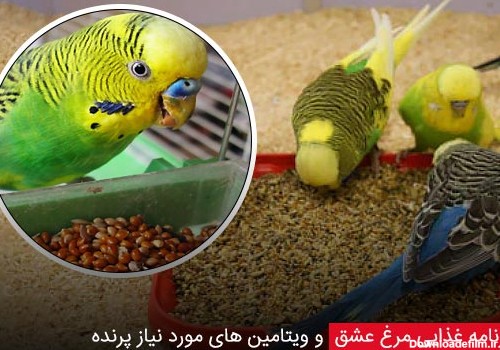 عکس برنامه غذایی مرغ عشق