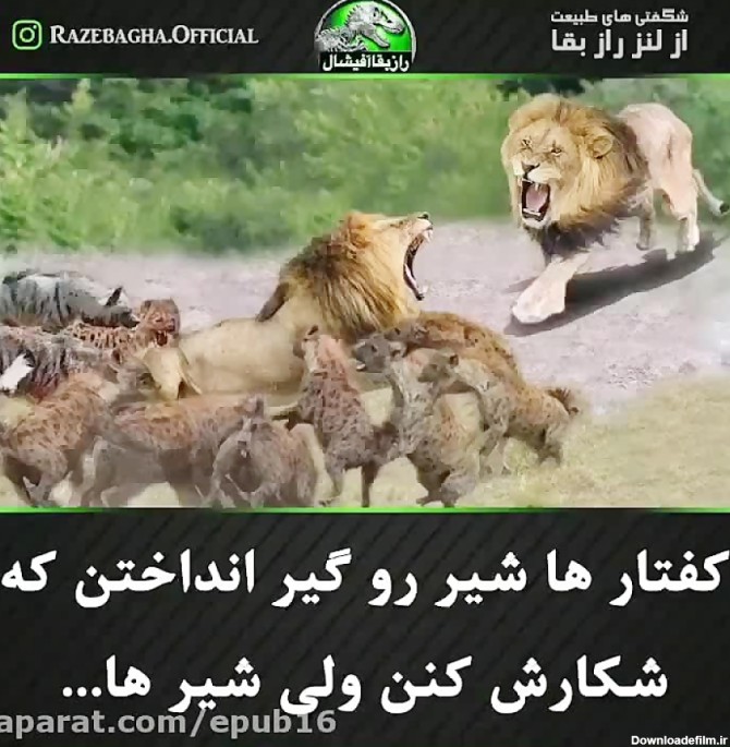 عکس نوشته شیر و کفتار