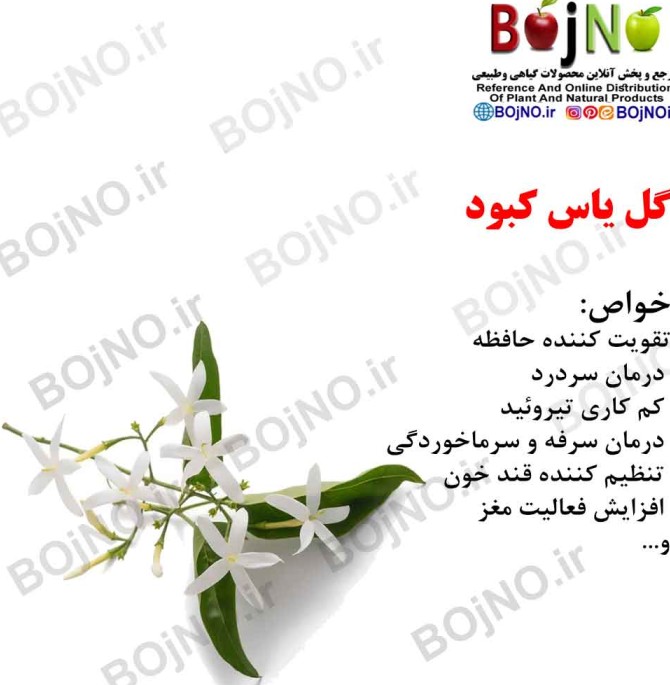 دانلود عکس گل یاس کبود