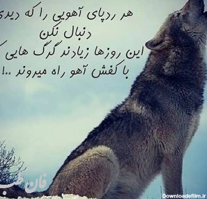 عکس نوشته گرگ زخمی