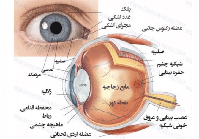 عکس داخلی چشم انسان