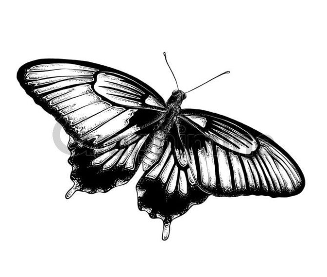 عکس پروانه سیاه سفید