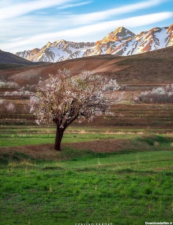 عکس زیبای بهار