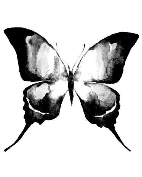 عکس پروانه سیاه سفید
