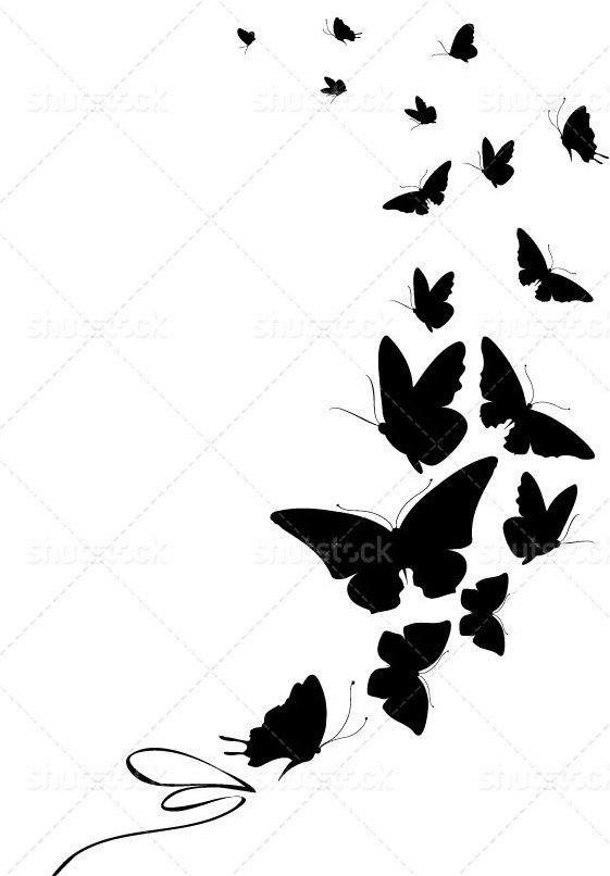 عکس پروانه سیاه سفید