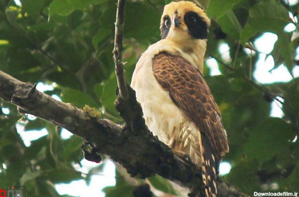 عکس شاهین خندان