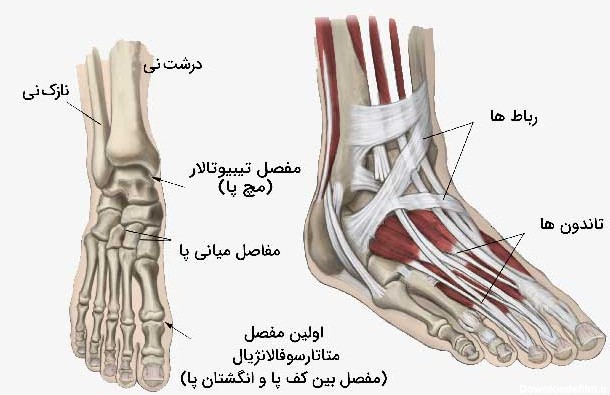 عکس استخوان مچ پا