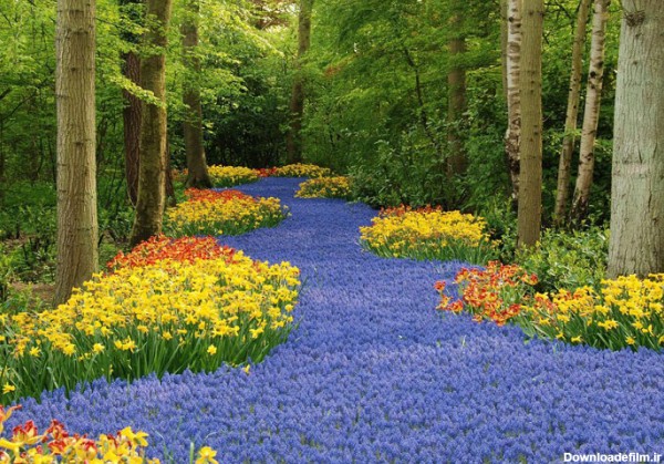 عکس های گل و طبیعت برای پروفایل