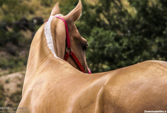 عکس زیباترین اسب دنیا در ایران