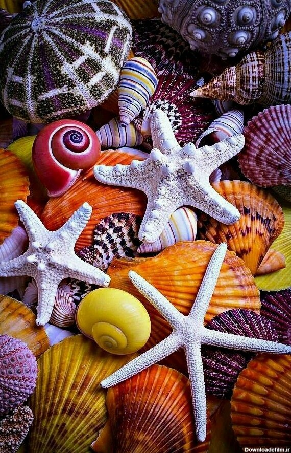 عکس صدف زیبا برای پروفایل