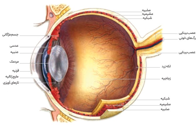 عکس ساختمان چشم انسان