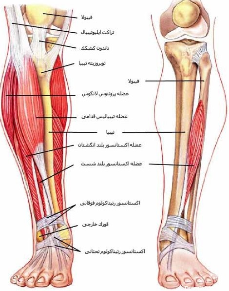 عکس از ساق پای زن