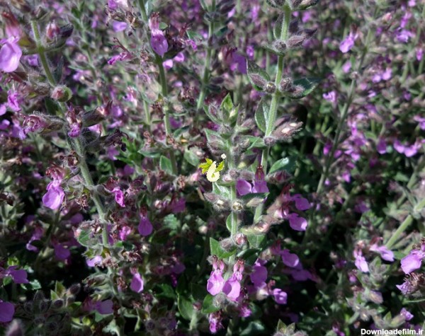 عکس گل مریم نخودی