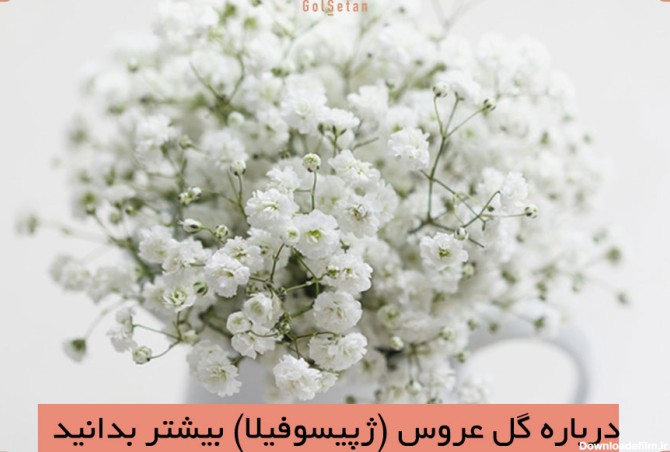 عکس گل زبان عروس