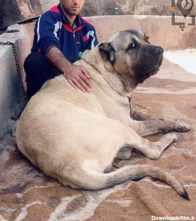 عکس سگ سرابی جو میانه