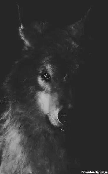 عکس هایی از گرگ سیاه