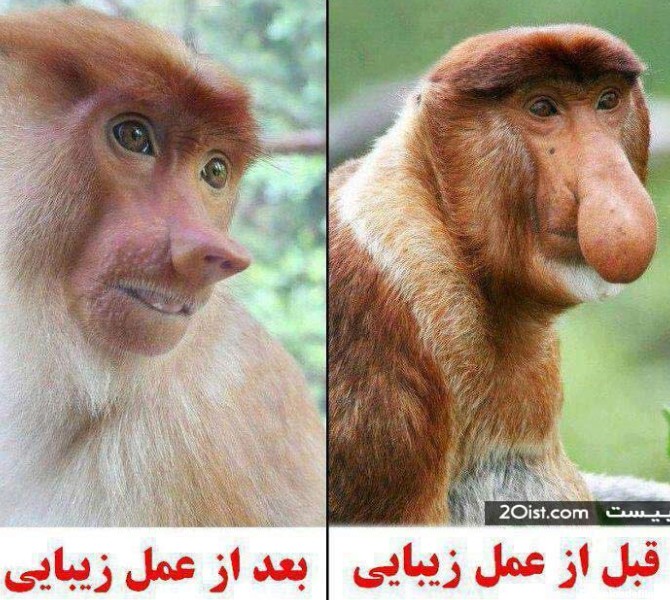 عکس خنده دار دماغ بزرگ