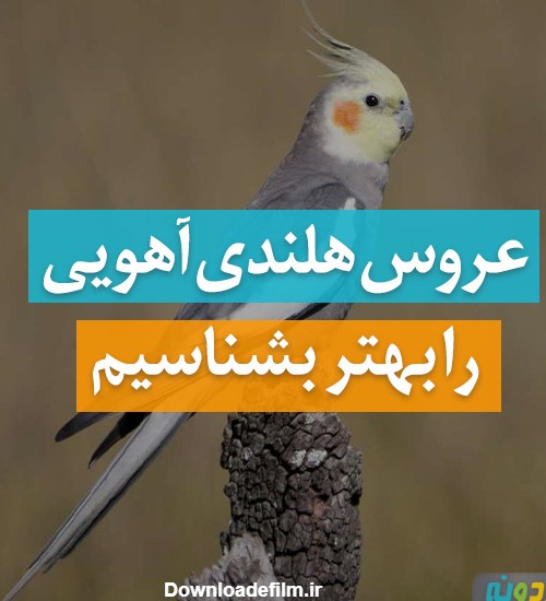 عکس عروس هلندی رنگ آهویی