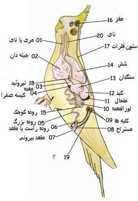 عکس چینه دان عروس هلندی