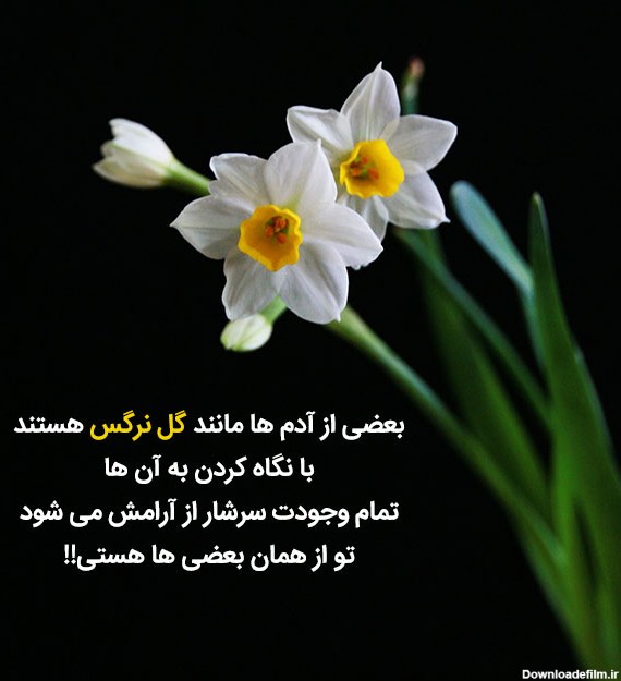 عکس نوشته با گل نرگس