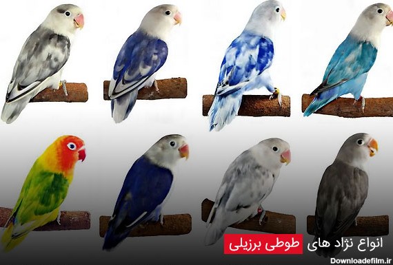 عکس پرنده طوطی برزیلی