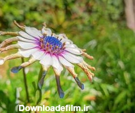 عکس چمن برای ادیت