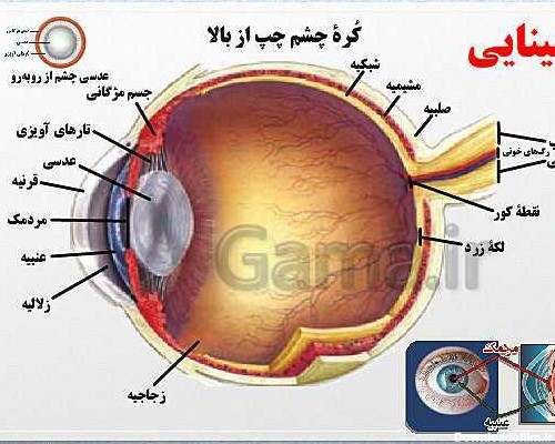 عکس های کتاب زیست یازدهم